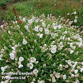 Silene uniflora Robin White Breast