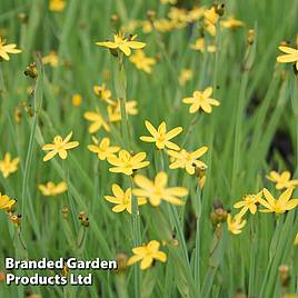 Sisyrinchium californicum