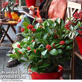 Skimmia Japonica Olympic Flame