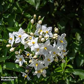 Solanum jasminoides Album