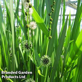 Sparganium erectum (Marginal Aquatic)