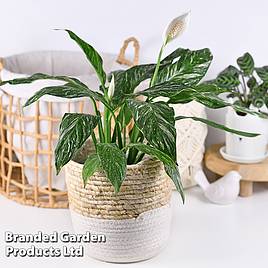 Spathiphyllum Diamond