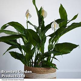 Spathiphyllum Sweet Silvio Air So Pure