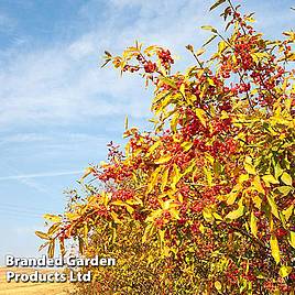 Spindle (Hedging)