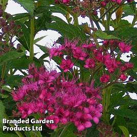 Spiraea japonica Anthony Waterer