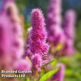 Spiraea x billardii