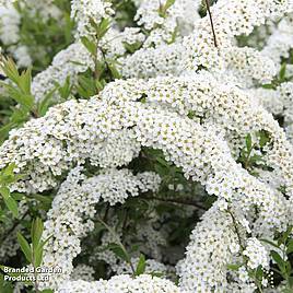 Spiraea x cinerea Grefsheim (Hedging)