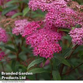 Spiraea japonica Neon Flash