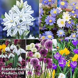 Spring Splash Bulb Bundle