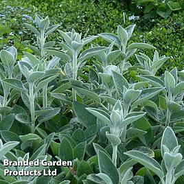 Stachys byzantina Big Ears