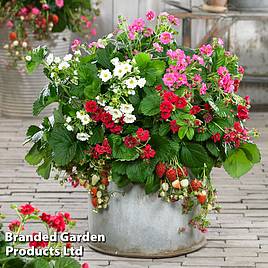 Strawberry Summer Breeze Trio