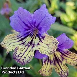 Streptocarpus Alexis