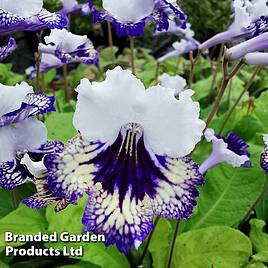 Streptocarpus Carnival