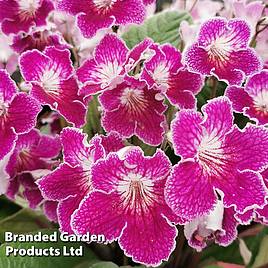 Streptocarpus Faith