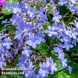 Streptocarpus Falling Stars