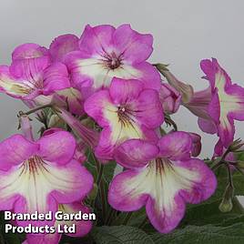 Streptocarpus Isla