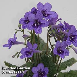 Streptocarpus Lucille