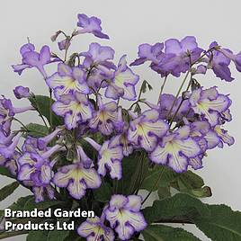 Streptocarpus Mabel