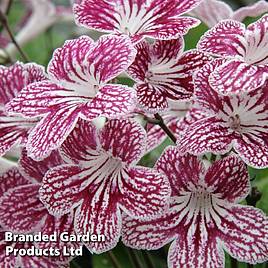 Streptocarpus Polka-Dot Red