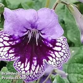 Streptocarpus Sphinx