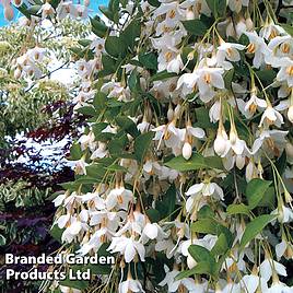 Styrax japonicus Fragrant Fountain