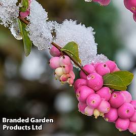 Symphoricarpos Magical Candy