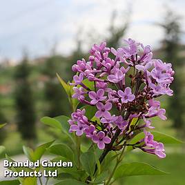 Lilac Bloomerang Dark Purple