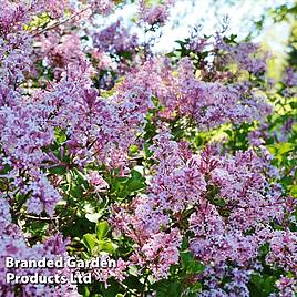 Lilac Bloomerang Pink Perfume