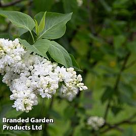 Syringa vulgaris Madame Casimir Périer