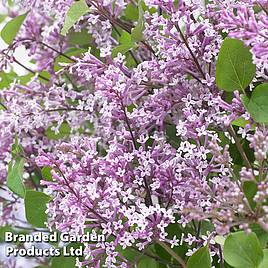 Syringa meyeri Flowerfesta® Purple