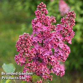 Syringa vulgaris Andenken an Ludwig Späth