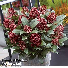 Skimmia japonica Rubella