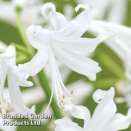 Nerine bowdenii Alba