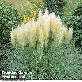 Cortaderia selloana White