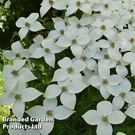 Cornus kousa Schmetterling