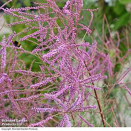 Tamarix ramosissima Rubra