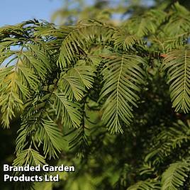 Taxodium distichum | Suttons