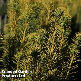 Taxus baccata David