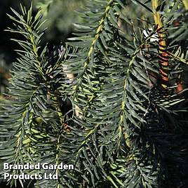 Taxus baccata Dovastoniana