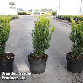 Taxus baccata Jalako Sunrise