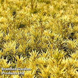 Taxus baccata Summergold