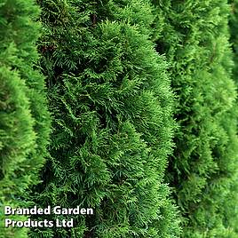 Thuja occidentalis Brobecks Tower