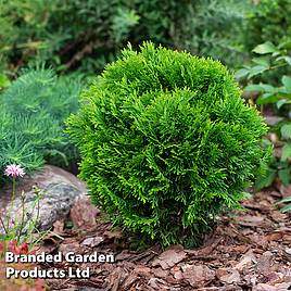 Thuja occidentalis Danica Aurea