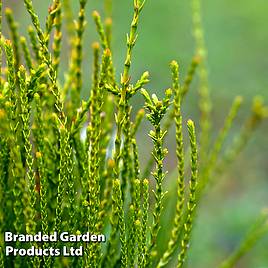 Thuja orientalis Franky Boy