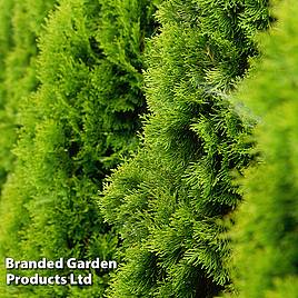 Thuja occidentalis Golden Smaragd