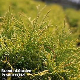 Thuja occidentalis Golden Globe