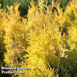 Thuja occidentalis Jantar