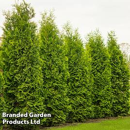 Thuja occidentalis King Of Brabant