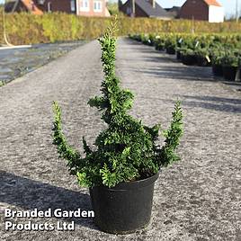 Thuja occidentalis Malonyana Holub