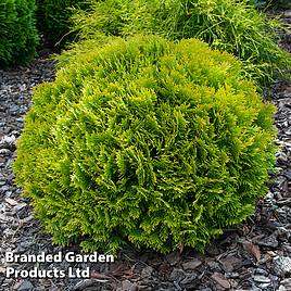 Thuja occidentalis Mirjam